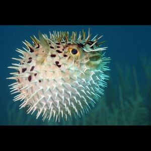 Meet your Posher, Donna